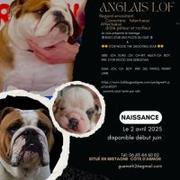 Bulldog anglais lof #1
