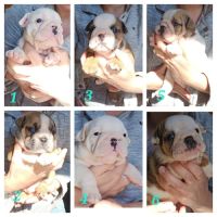 Bulldog anglais lof #0