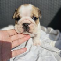 Bulldog anglais lof #3