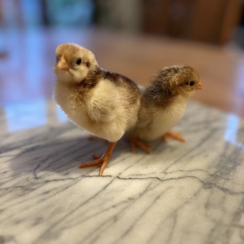 Poussin de quelques semaines #1