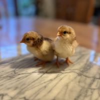 Poussin de quelques semaines