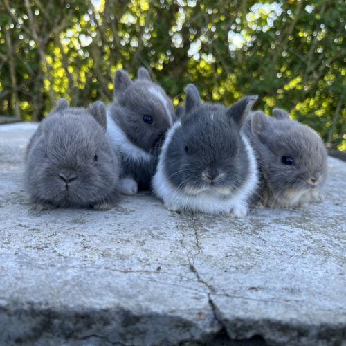 Lapins et lapereaux #1