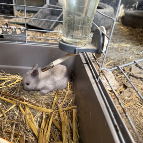 Lapin extra nain (yeux bleus) #1
