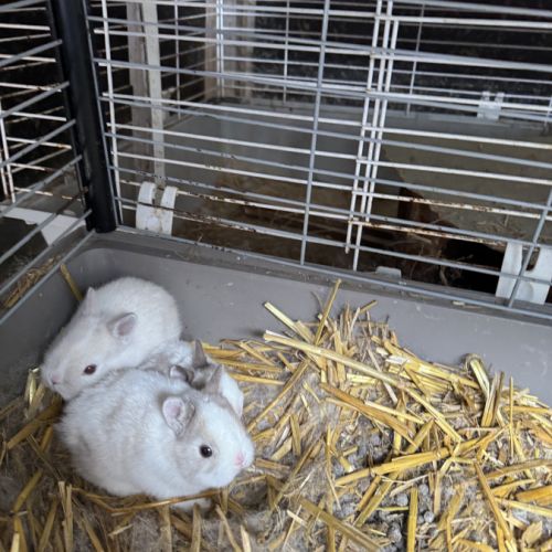 Lapin extra nain (yeux bleus) #2