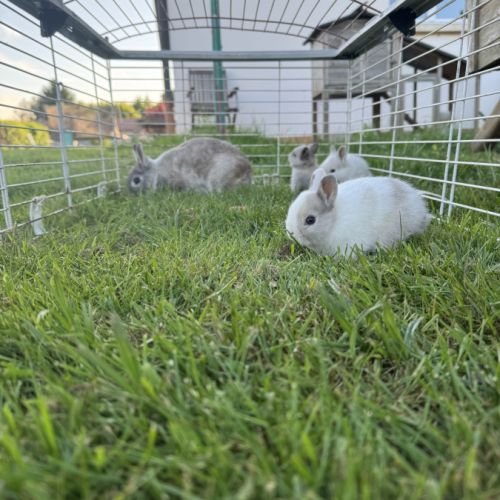 Lapin extra nain (yeux bleus) #3