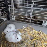 Lapin extra nain (yeux bleus) #2