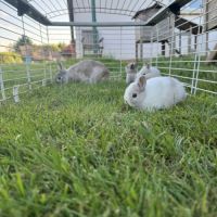 Lapin extra nain (yeux bleus) #3