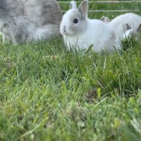 Lapin extra nain (yeux bleus) #0