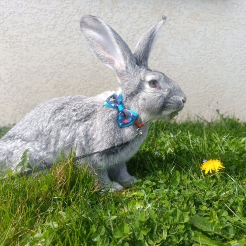 Lapins géant des flandres #1