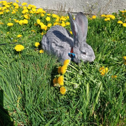 Lapins géant des flandres #2