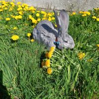 Lapins géant des flandres #2