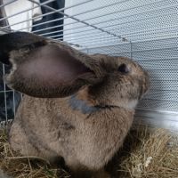 Lapins géant des flandres #3