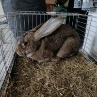 Lapins géant des flandres