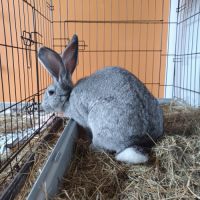 Lapins géant des flandres #5