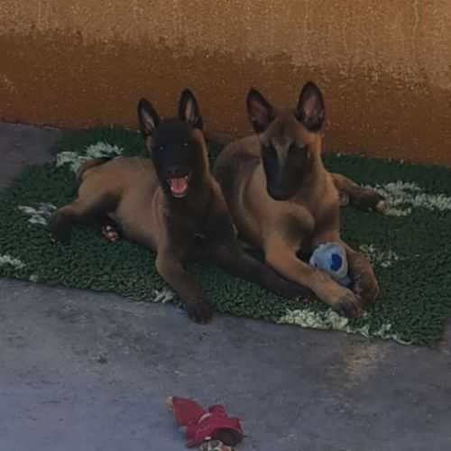 Chiots malinois #2