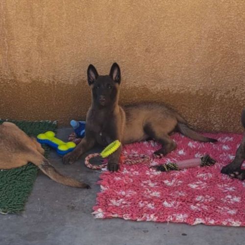 Chiots malinois #4
