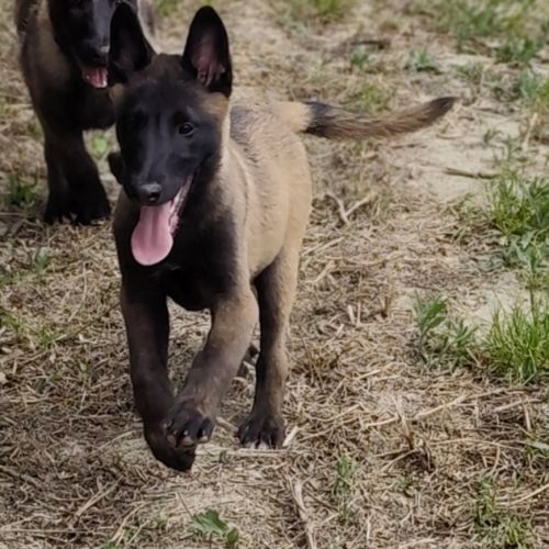 Chiots malinois #5