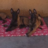 Chiots malinois