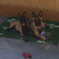 Chiots malinois #2