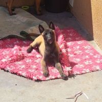 Chiots malinois #3