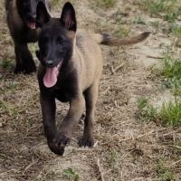 Chiots malinois #5