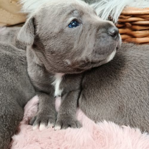Staffie bleu #3