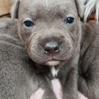Staffie bleu #2
