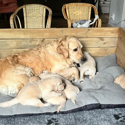 Chiots golden retriever nés le 1er avril #1