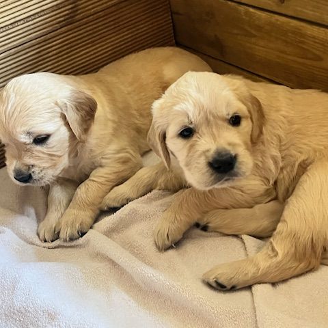 Chiots golden retriever nés le 1er avril #2