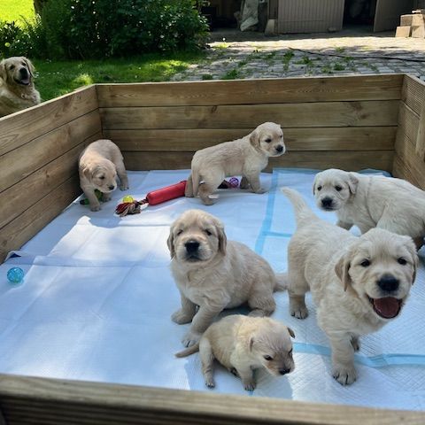 Chiots golden retriever nés le 1er avril #3