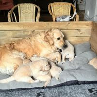 Chiots golden retriever nés le 1er avril #1