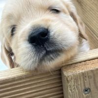 Chiots golden retriever nés le 1er avril