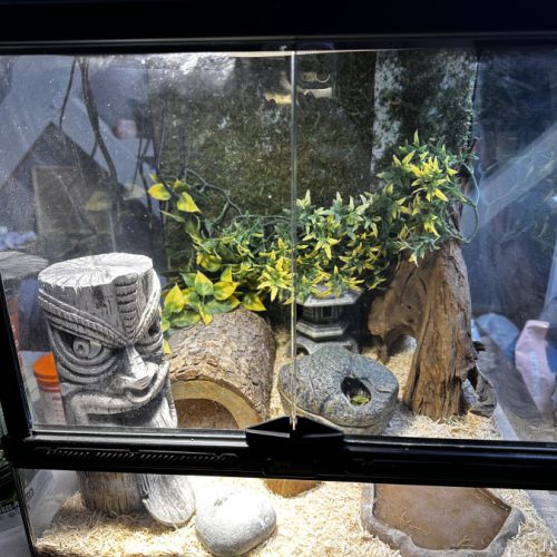 Une femelle gecko léopard + équipement complet #0