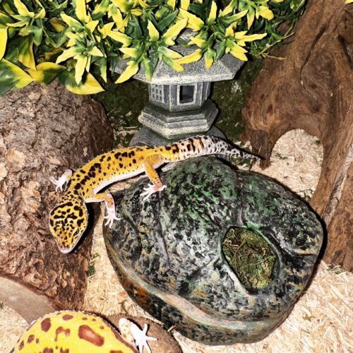 Une femelle gecko léopard + équipement complet #3