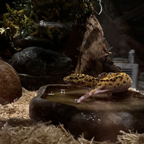 Une femelle gecko léopard + équipement complet #4