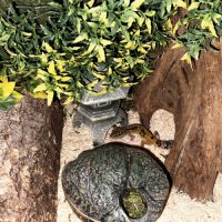 Une femelle gecko léopard + équipement complet #2