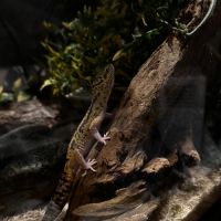 Une femelle gecko léopard + équipement complet #5