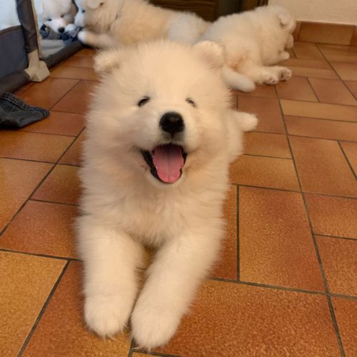 Femelle samoyede #1