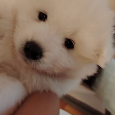 Femelle samoyede #2