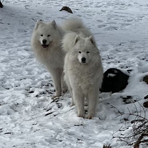 Femelle samoyede #3