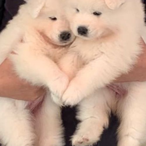 Femelle samoyede #0
