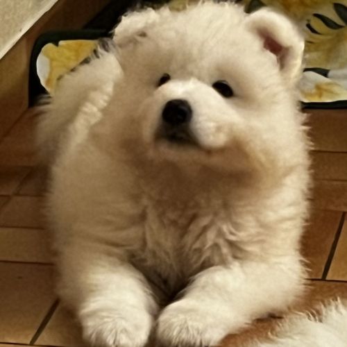 Femelle samoyede #7