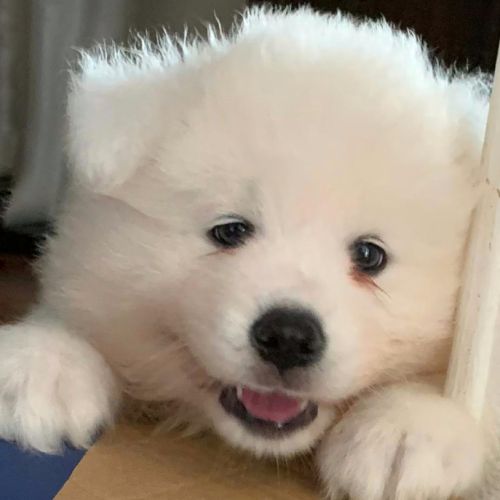 Femelle samoyede #9