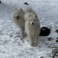 Femelle samoyede #3