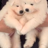 Femelle samoyede