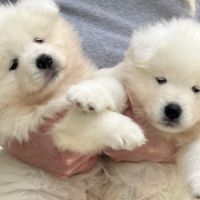 Femelle samoyede #8