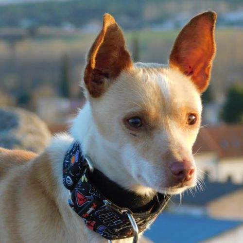 Tool, adorable petit podenco 8 kg, (ok chat)