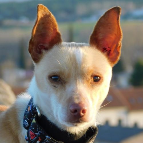 Tool, adorable petit podenco 8 kg, (ok chat) #2