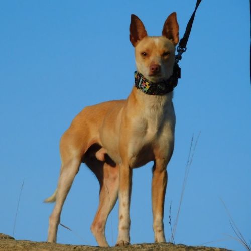 Tool, adorable petit podenco 8 kg, (ok chat) #3