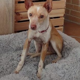 Tool, adorable petit podenco 8 kg, (ok chat) #5